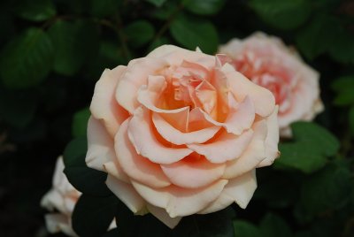 SOME ROSES ARE SOFT AND MUTED IN COLOR.