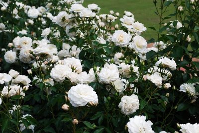 EVEN THE WHITE ROSES ARE DRAMATIC
