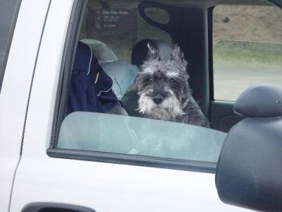 OLLIE WAITS IN CAR ON COYOTE WATCH AT PARK