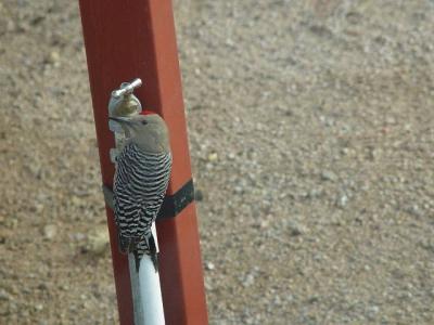 WOODPECKER GETS A DRINK AT OUR DESERT SITE