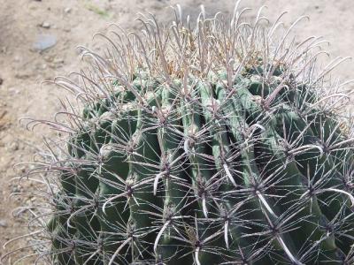 THIS IS A FISH HOOK CACTUS.  CAN YOU TELL WHY?