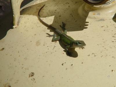 OUR GECKO VISITS US DAILY BUT DOESN'T TRY TO SELL CAR INSURANCE