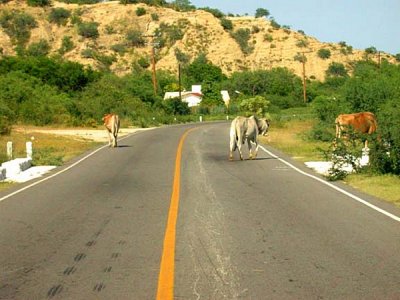 THIS IS BB 1 TO THE CARAVAN. WE GOT COWS IN THE ROAD AND THERE ARE CEMENT POSTS ON BOTH SIDES.