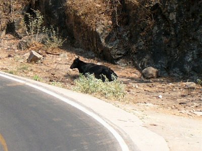 A LONE DOGIE ON THE RIGHT SIDE OF THE ROAD