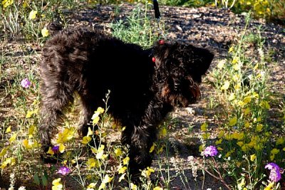 THE DESERT IN BLOOM........