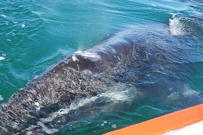 THIS WAS OUR FIRST LOOK OF A GREY WHALE CLOSE UP-MY GOD THEY ARE HUGE AND BEAUTIFUL
