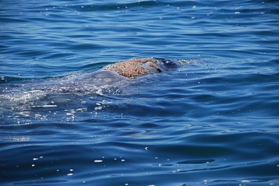 AND THEN THEY WERE GONE....WE WILL NEVER FORGET OUR ENCOUNTER WITH THE GREY WHALES & WILL BE FOREVER GRATEFUL