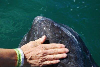 TO TOUCH A WHALE...............HOW MANY PEOPLE HAVE BEEN ABLE TO DO IT?