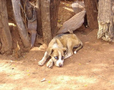 THE STREET DOGS OF THE BAJA-THEY CAN STEAL YOUR HEART IN AN INSTANT