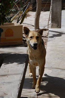 THIS IS A CLASSIC EXAMPLE OF THE MEXIMIX STREET DOG