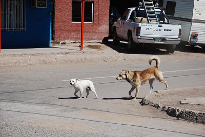 AND CROSSING THE ROADS-HEAD ALWAYS SCANNING