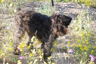 CHARLIE LOVED THE DESERT BLOOM TOO