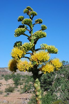 CENTURY PLANTS BLOOM ONLY ONCE IN THEIR LIFETIME OF 20-30 YEARS