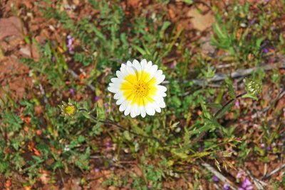 A DESERT BLOOM INCLUDES SO MANY DIFFERENT KINDS OF  FLOWERS