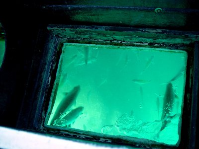 THE FISH CAME RIGHT UP TO THE BOTTOM OF THE BOAT UNDER AN EERIE GREEN LIGHT