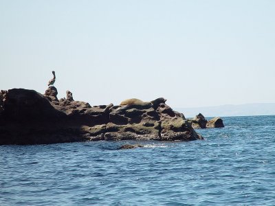 MANY OF THE SEALS AND SEA LIONS OF CABO SAN LUCAS WERE TOO BUSY SUNNING TO JOIN US IN THE WATER
