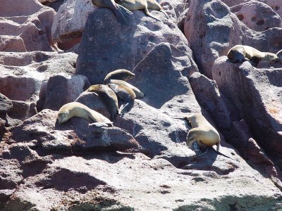 A LAZY DAY ON THE ROCKS OF CABO SAN LUCAS