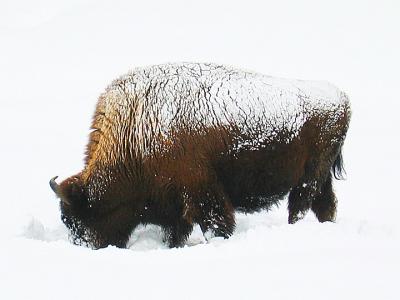 Obligatory buffalo picture...