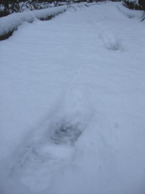 Tracks on the boardwalk