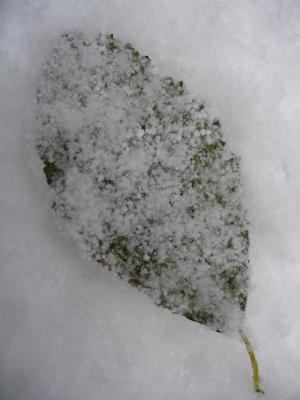 Snow covered leaf