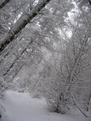 Snow covered trees