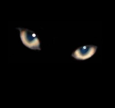 cat eyes.jpg
