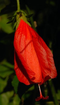 DSC_0093.JPG