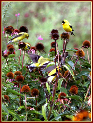 12 AUG 08 GOLDFINCH CACOPHONY
