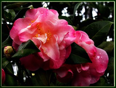 27 MAR 09 CAMELLIA