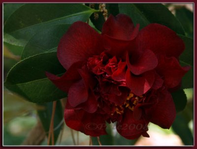 midnight magic camellia