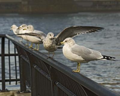 g3/60/35760/3/53865613.Seaguls071.jpg