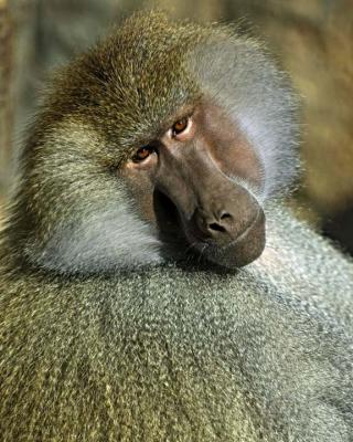 Monkey 185 low res.jpg