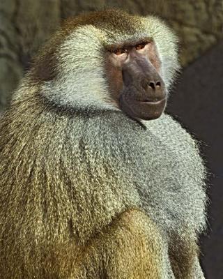 Monkey 118 low res.jpg