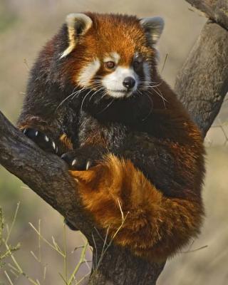 Red Panda 049 low res.jpg