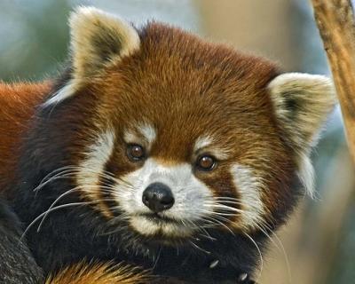 Red Panda 095 low res.jpg
