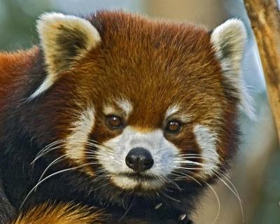Red Panda 096 low res.jpg