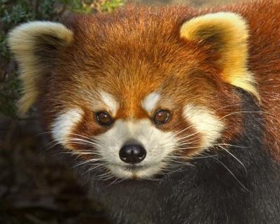 Red Panda 053 low res.jpg