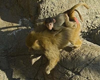 Monkey 181 low res.jpg