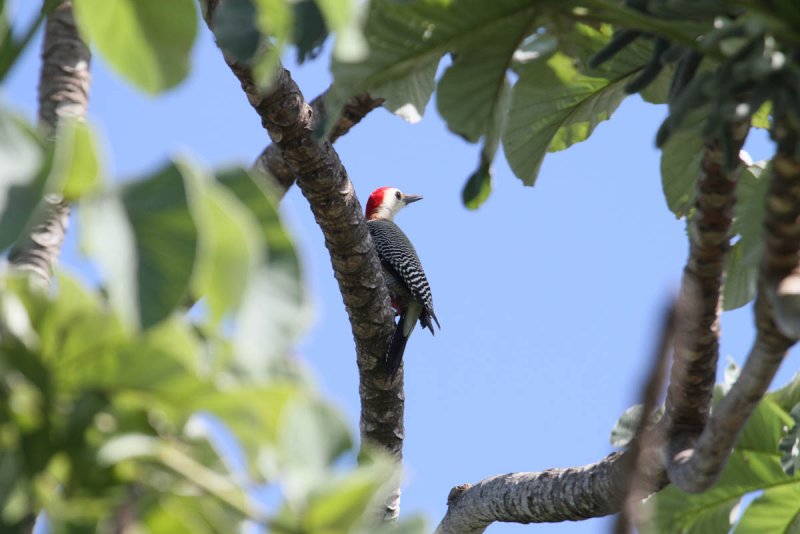 Roatan, Honduras