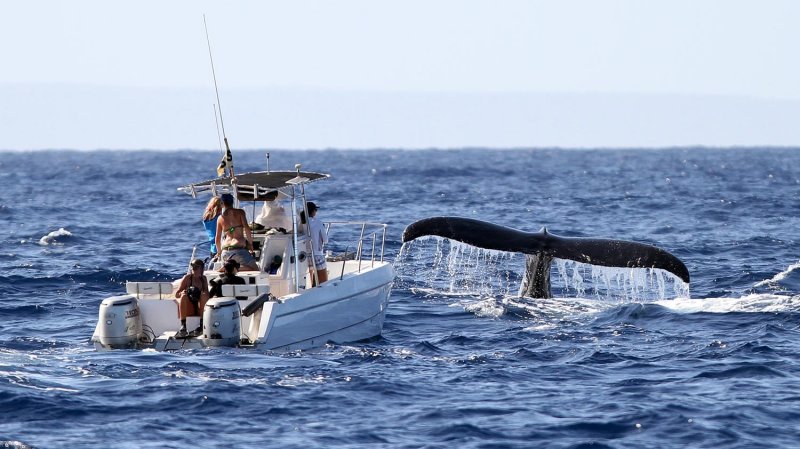 Humpback whale research boat - check out the size of the tail!