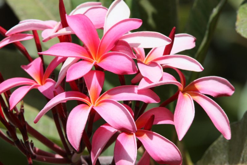 Plumeria