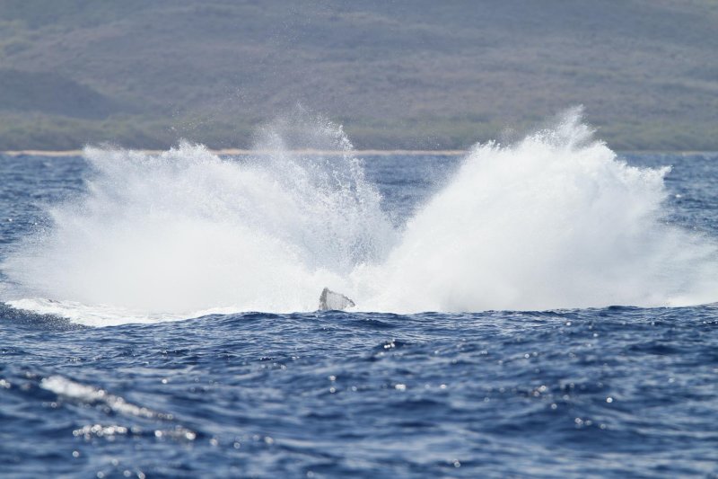 Maui 2010_03042010_204.jpg