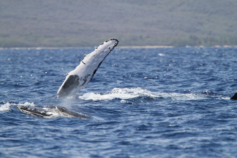 Maui 2010_03042010_209.jpg