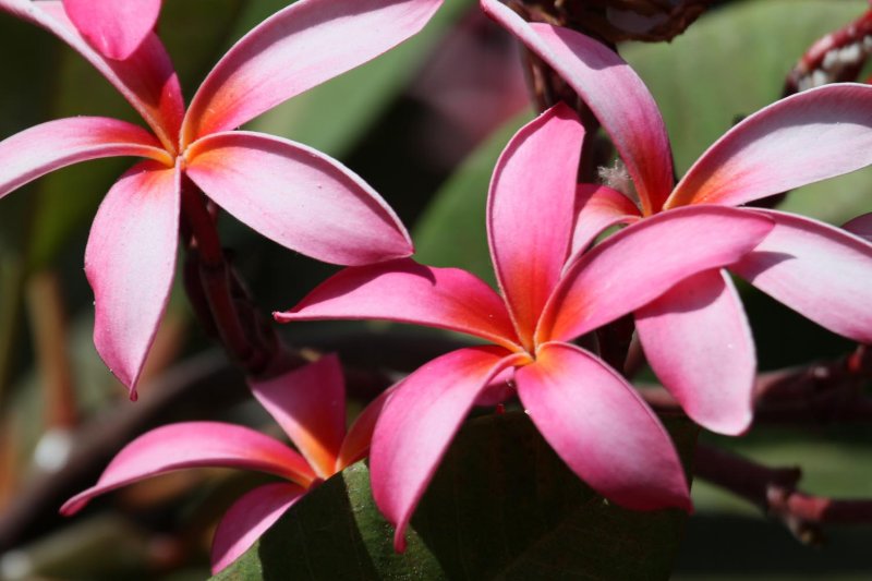 Plumeria