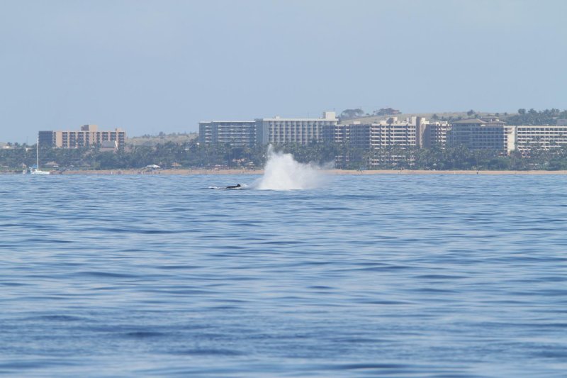 Maui 2010_03072010_537.jpg