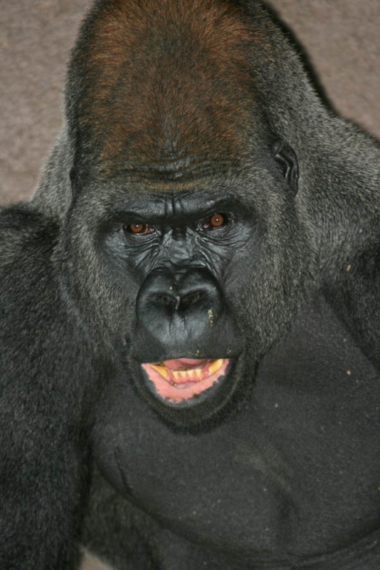 Gorilla (Animal Kingdom)