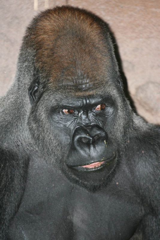 Gorilla (Animal Kingdom)