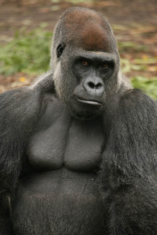 Gorilla (Animal Kingdom)