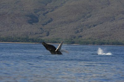 Humpback Whale Breach