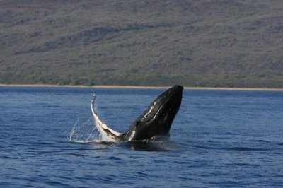 Humpback Whale Breach Sequence